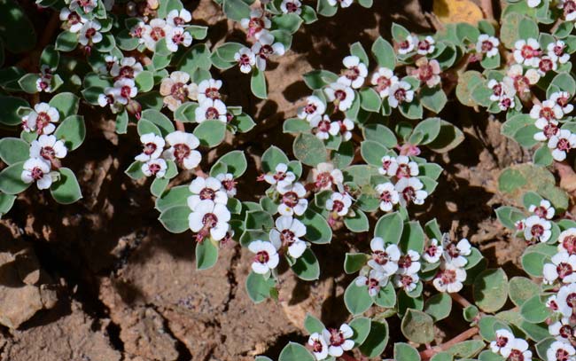 Chamaesyce albomarginata, Whitemargin Sandmat, Southwest Desert Flora